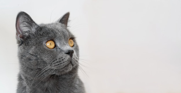 Close up portrait of British shorthair cat, on white background