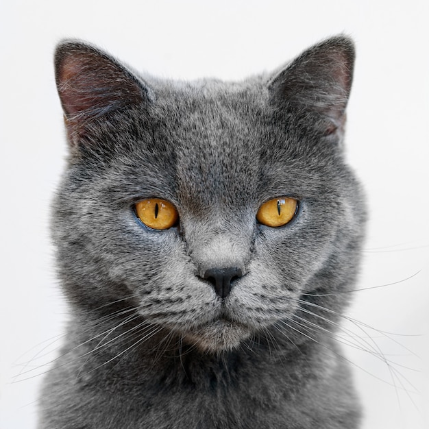 Close up portrait of British shorthair cat, on white background