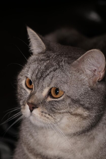 Photo close-up portrait of british shorthair cat