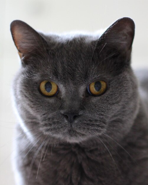 Photo close-up portrait of british shorthair cat