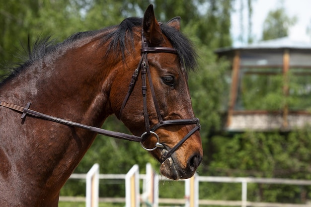 close up portrait of a brown horse