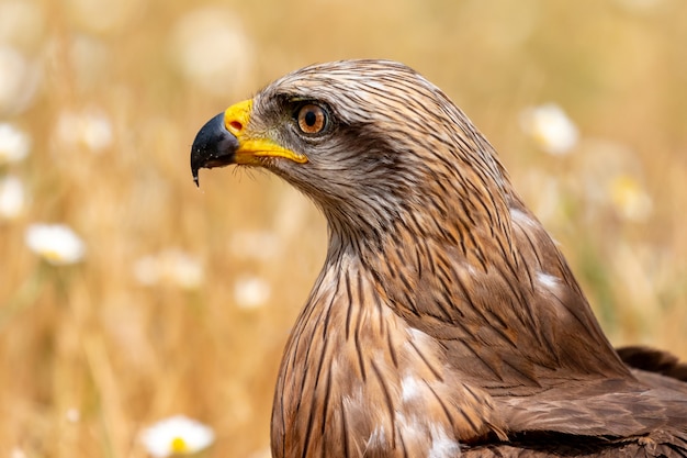 Close-up portrait of a Brown Kite 