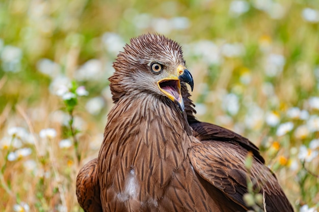 Close-up portrait of a Brown Kite 