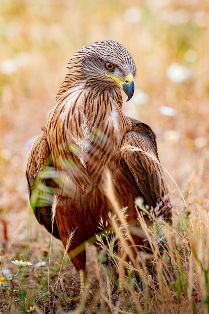 Close-up portrait of a Brown Kite 