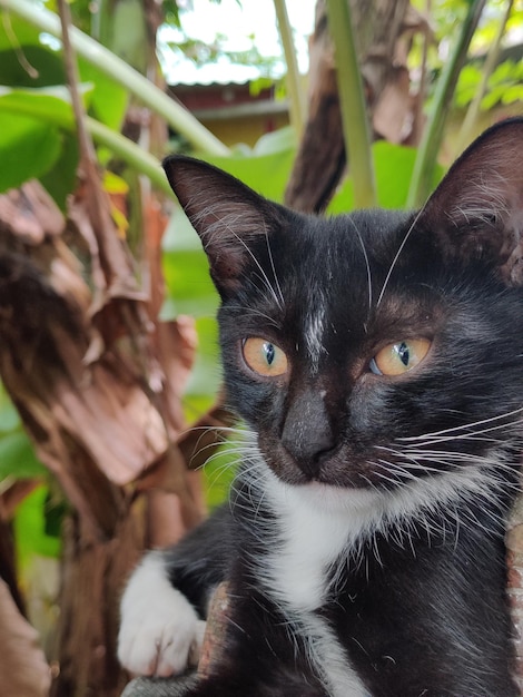 Photo close-up portrait of cat by plant