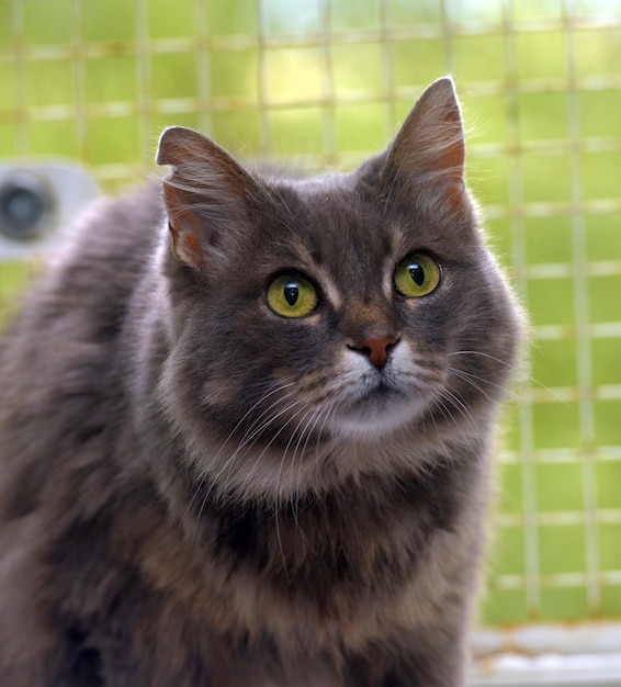 Photo close-up portrait of cat by wall outdoors