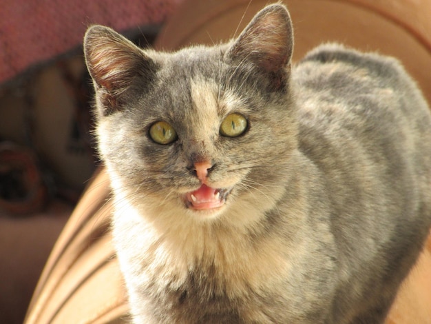 Photo close-up portrait of cat at home