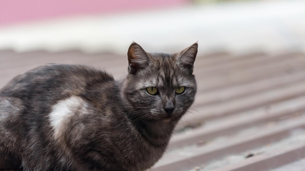 Close up Portrait of cat looking in camera, Sochi, Russia.