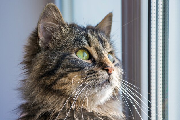 Close up portrait of a cat near the window