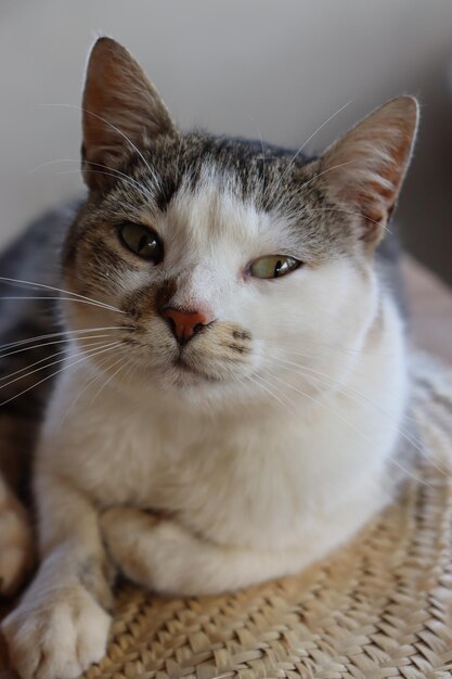 Photo close-up portrait of cat resting on bed