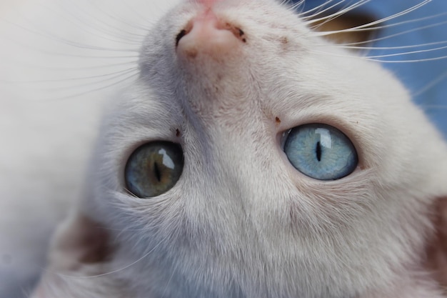 Close-up portrait of cat