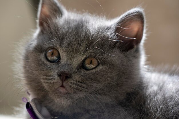 Photo close-up portrait of a cat