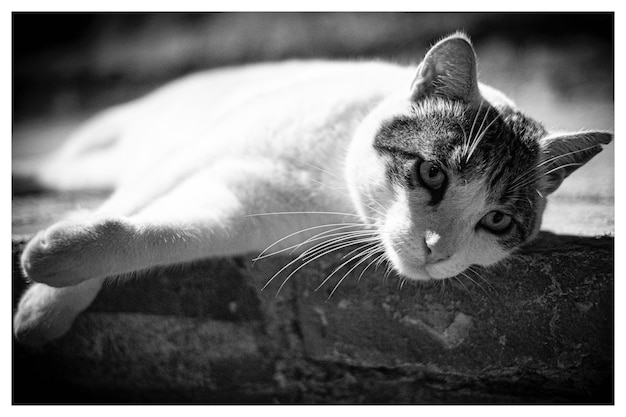 Photo close-up portrait of a cat