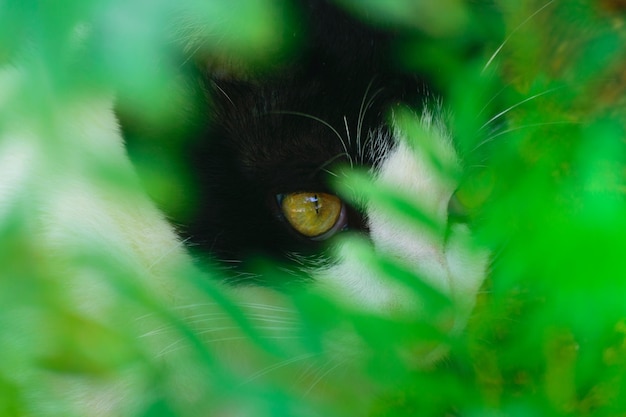 Photo close-up portrait of a cat