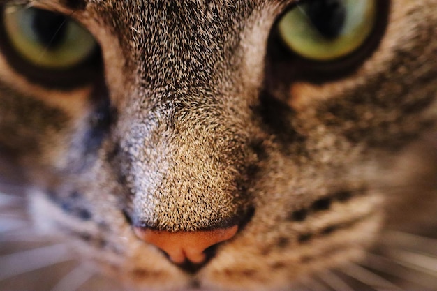 Photo close-up portrait of a cat