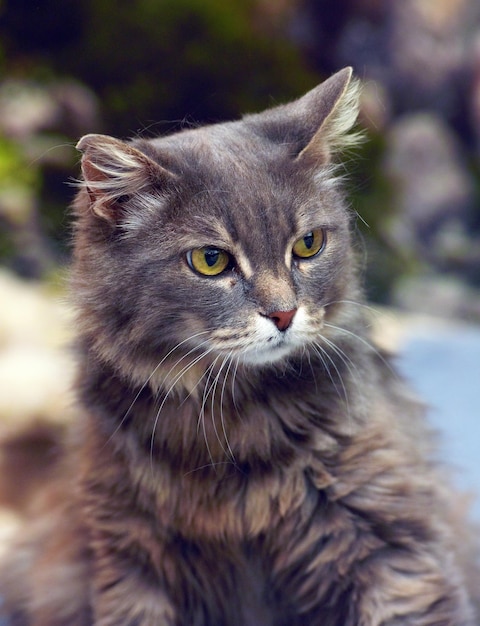 Close-up portrait of a cat