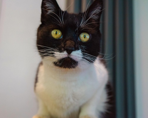 Photo close-up portrait of a cat