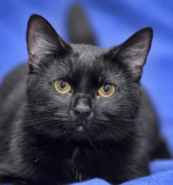 Close-up portrait of a cat