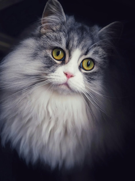 Close-up portrait of cat