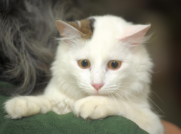 Close-up portrait of a cat