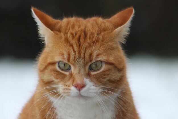 Photo close-up portrait of a cat