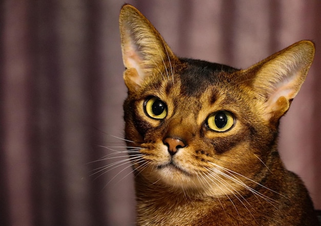 Close-up portrait of a cat