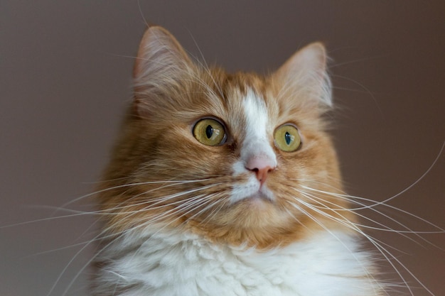 Close-up portrait of cat