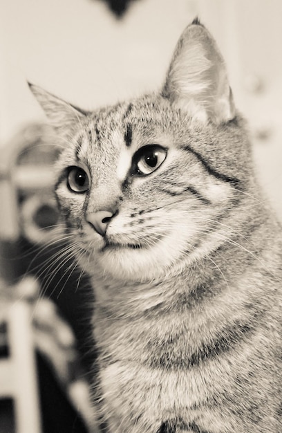 Photo close-up portrait of cat