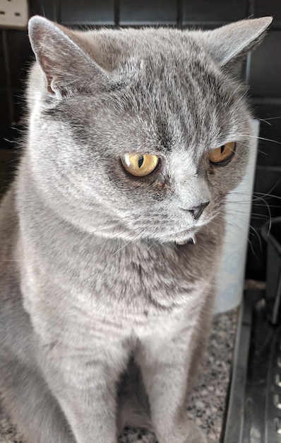 Photo close-up portrait of a cat