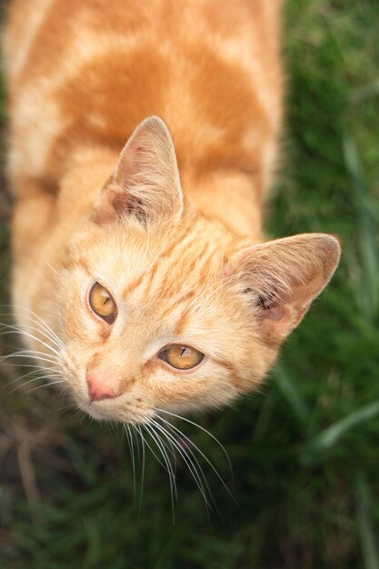 Photo close-up portrait of a cat