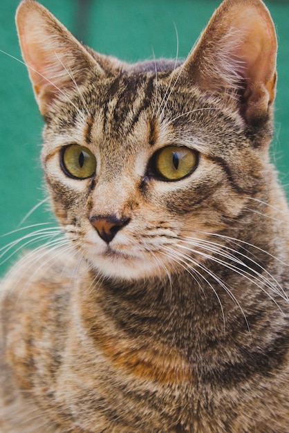 Photo close-up portrait of a cat