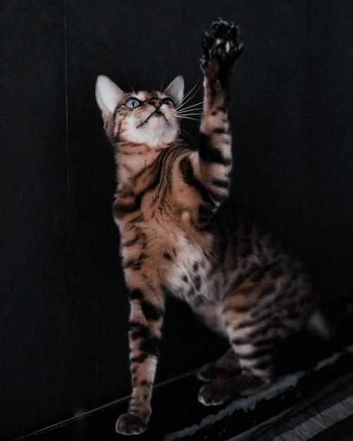 close up portrait of a cat