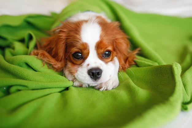 Close-up portrait of cavalier King Charles Spaniel Puppy lies under the orange blanket