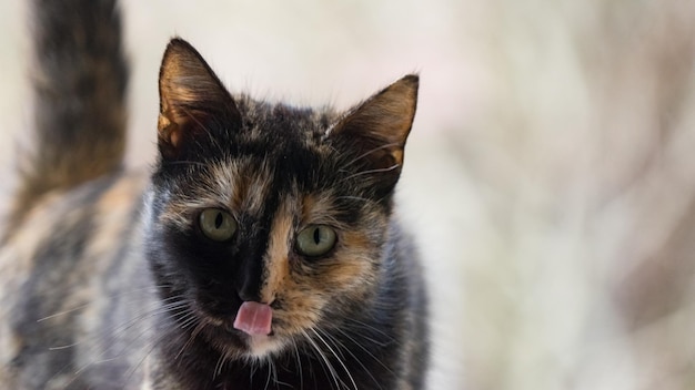 Close up Portrait of colored cat looking in camera, Sochi, Russia.