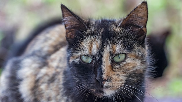 Close up Portrait of colored cat looking in camera, Sochi, Russia.