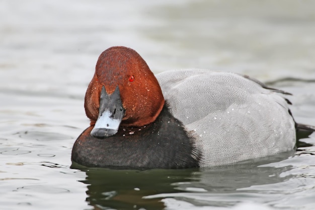 Close-up portrait of a common pochard (Aythya ferina) male swimming in the blue water of the bay