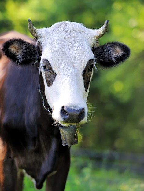 Close-up portrait cow on a meadow