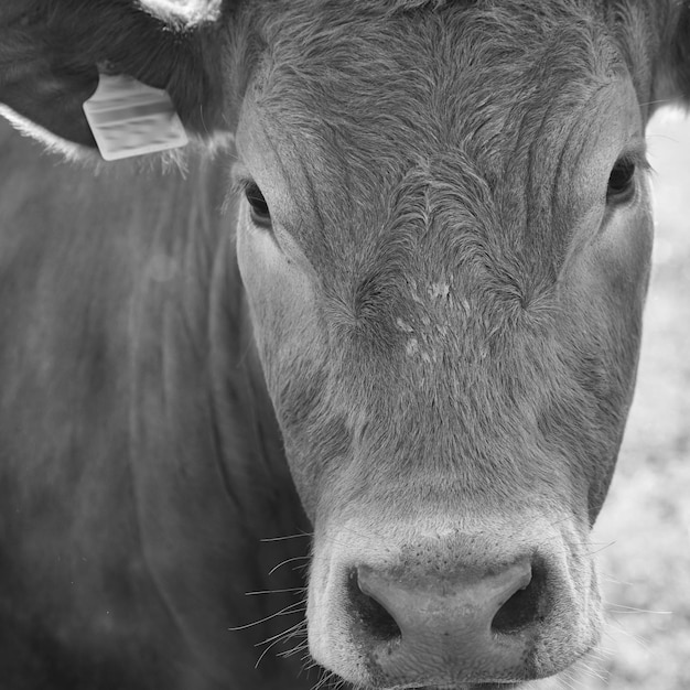 Photo close-up portrait of cow