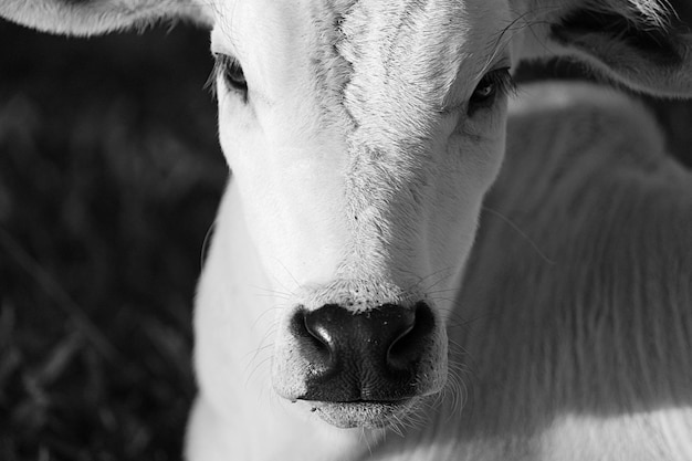 Photo close-up portrait of cow