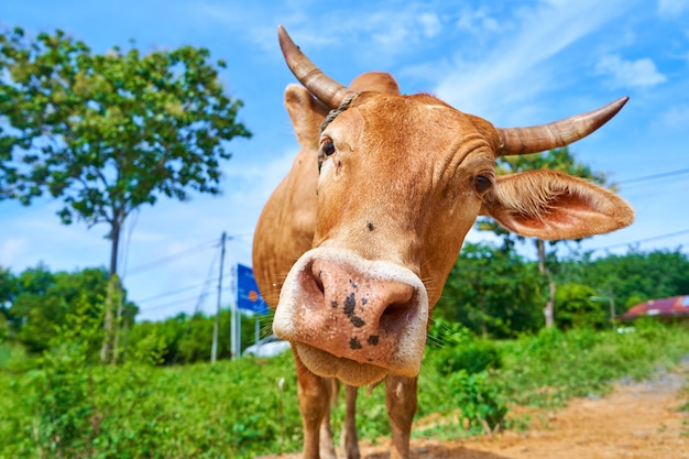 Close up portrait of curious cow grazing on the roadside