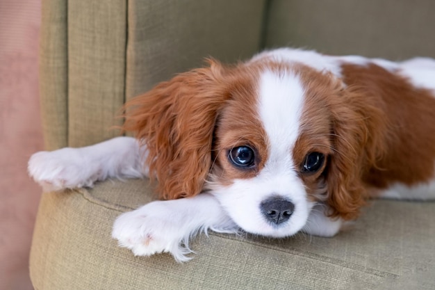 Close up portrait of Cute dog puppy Cavalier King Charles Spaniel Blenheim