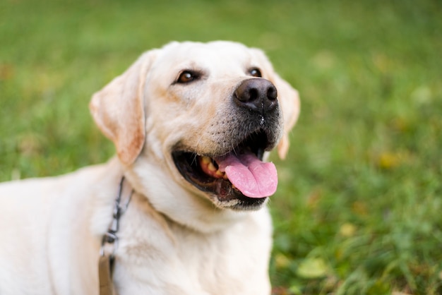 Close-up portrait of cute dog