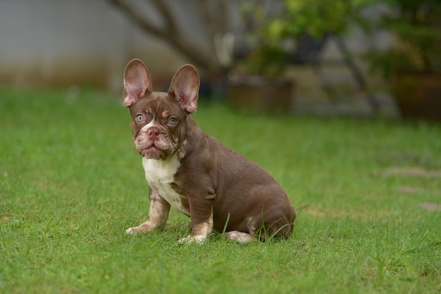 Close up portrait of cute puppies french bulldog