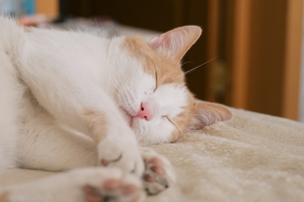 Close up portrait of cute red and white sleeping cat