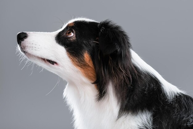 Close up portrait of cute young Australian Shepherd dog on gray background Beautiful Aussie