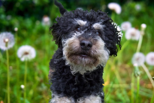 Photo close-up portrait of dog on field