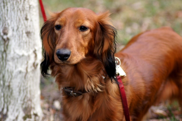 Close-up portrait of a dog on field