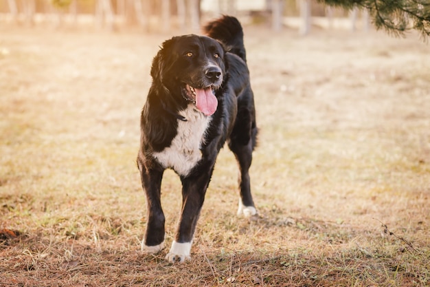 close up portrait of dog outdoors