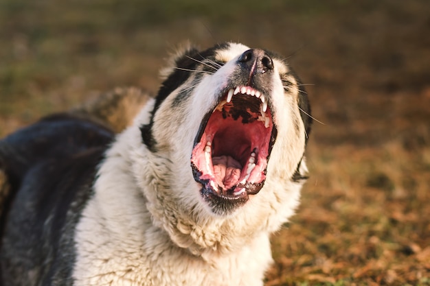 close up portrait of dog outdoors