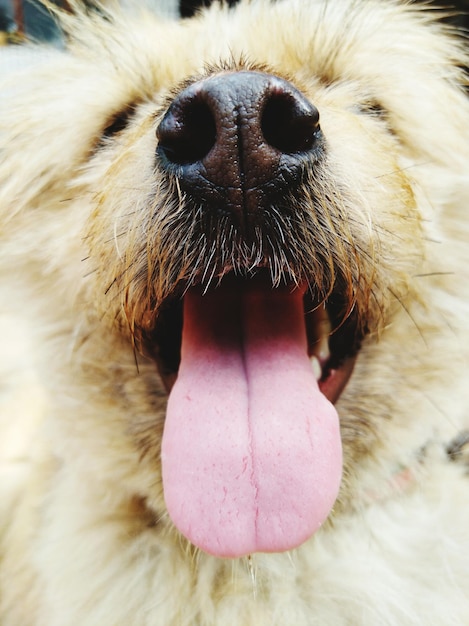 Photo close-up portrait of dog sticking out tongue